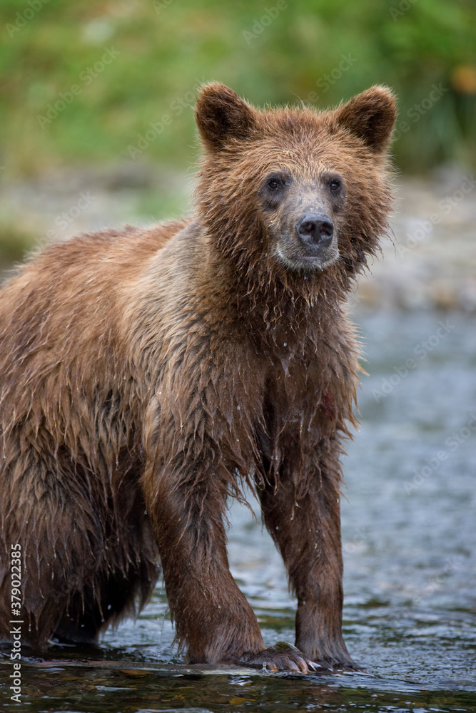 Brown Bear in Salmon Stream, Pybus Bay, Alaska Brown Bear in Salmon Stream, Pybus Bay, Alaska