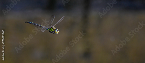 Blue hawker / Blaugrüne Mosaikjungfer (Aeshna cyanea)  photo