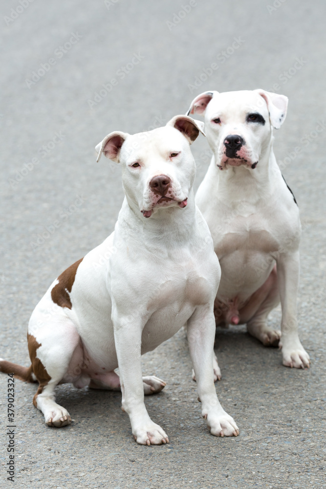 Two Pitbull American Stanford - Adult Dogs Pets.