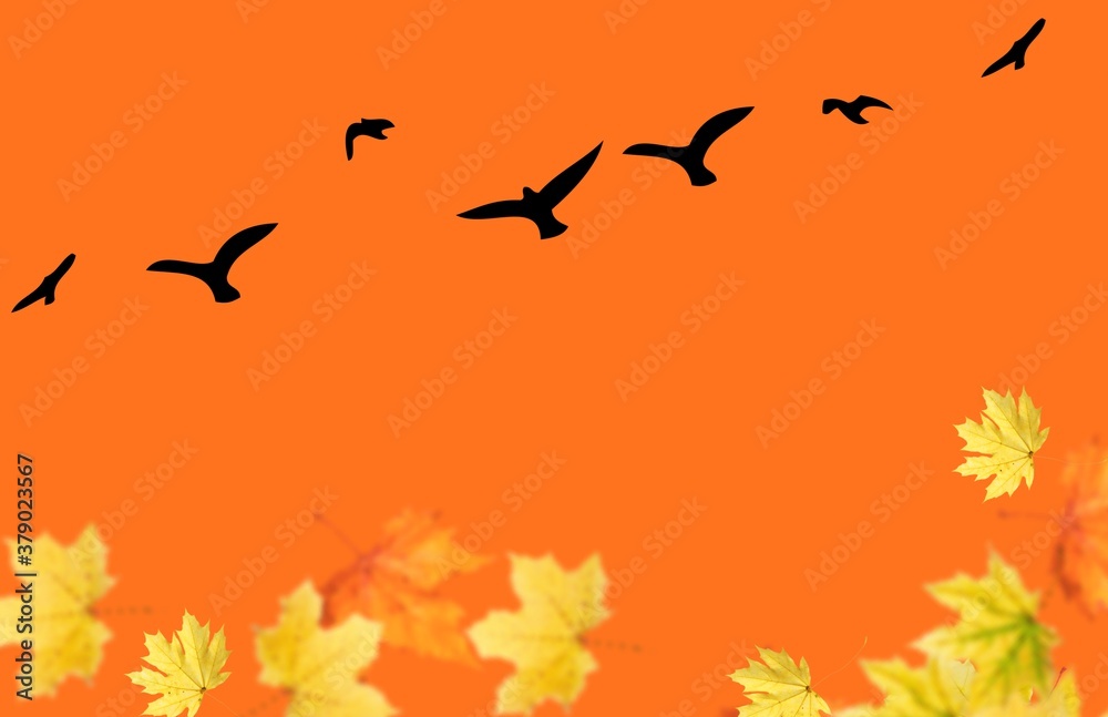 flock of birds.  birds flies away in the fall.