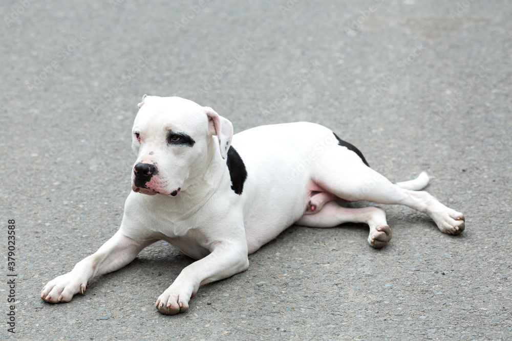 A Pitbull American Stanford - Adult Dog Pet.