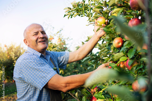Senior man enjoys working in apple fruit orchard.