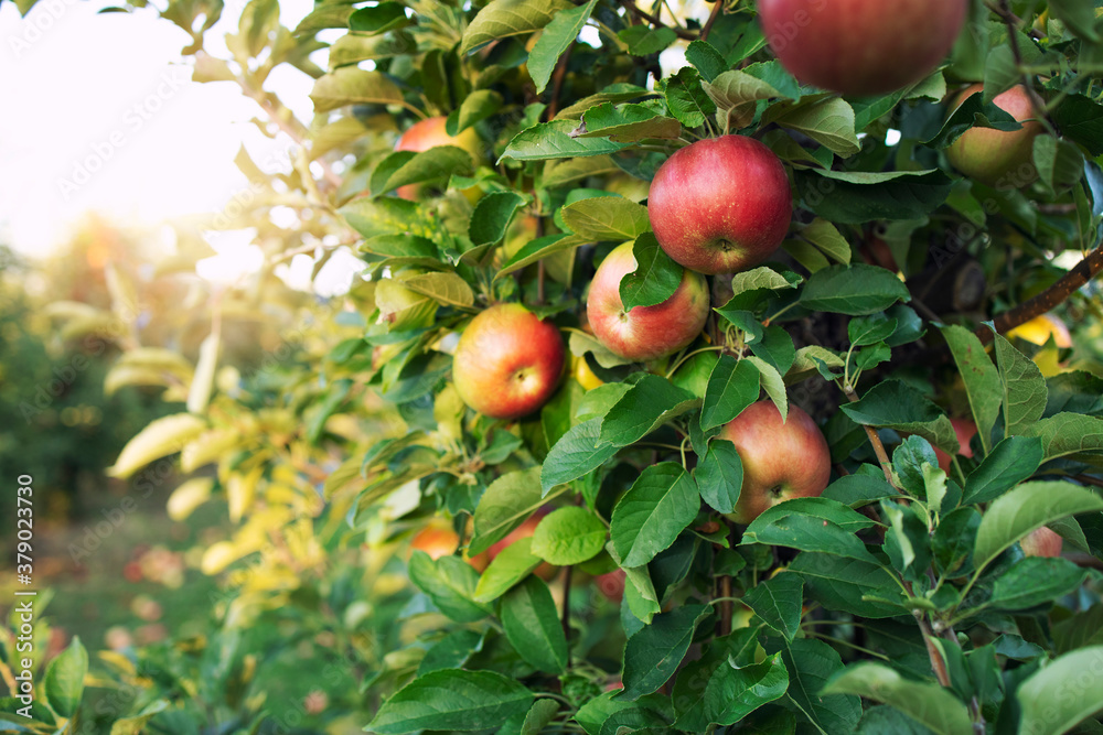 Apple orchard. Tree branch with apples in sunset. Apple orchard. Tree branch with apples in sunset.
