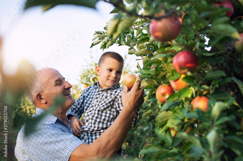 Grandfather carrying grandson in his arms and picking apples together in fruit orchard.