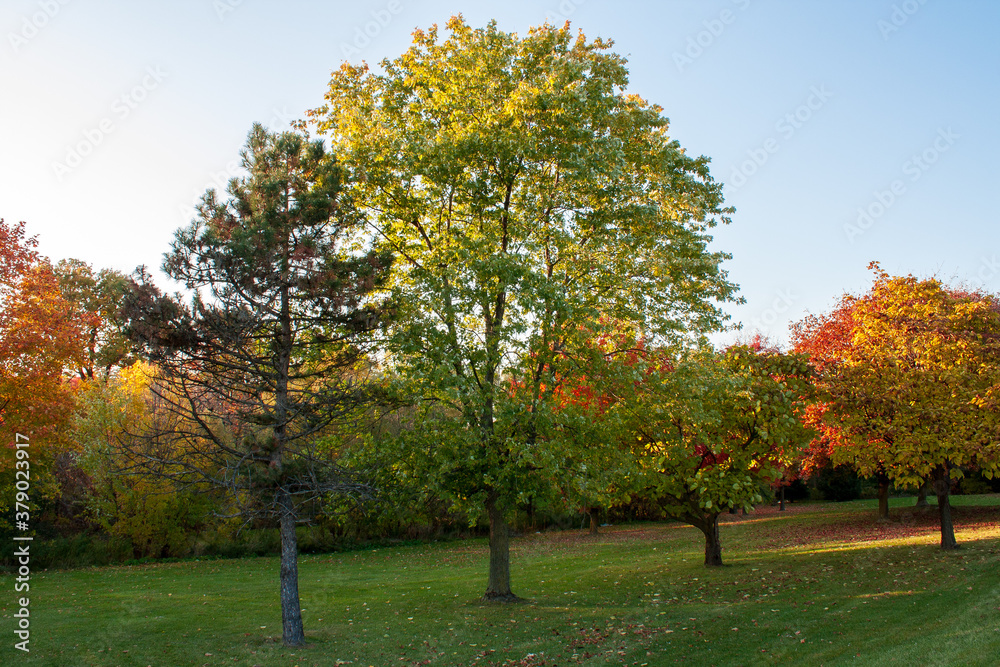 Naklejka premium Autumn trees at sunset. Colorful fall trees in a park. Fall evening scene.