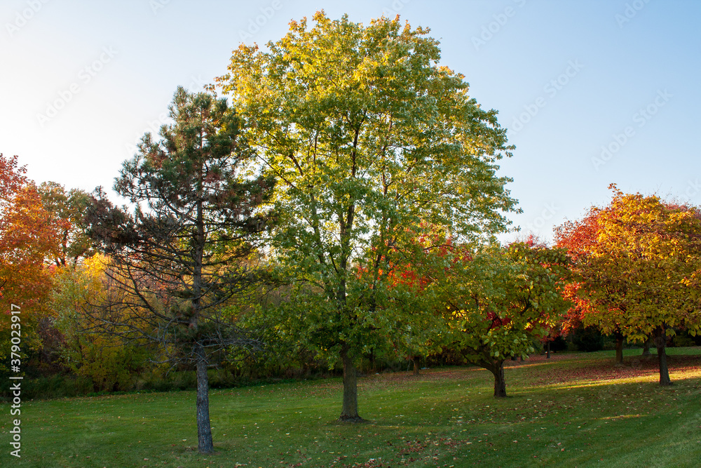 Autumn trees at sunset. Colorful fall trees in a park. Fall evening scene.