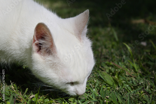 White cat in the garden of a Brazilian house