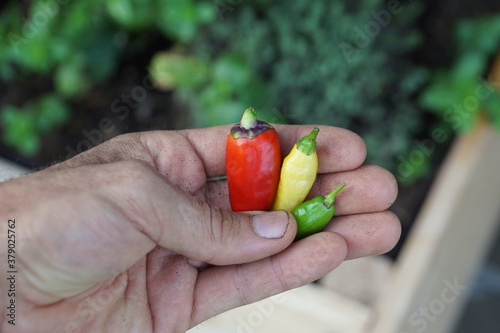 Hand holding a three of homegrown chilis