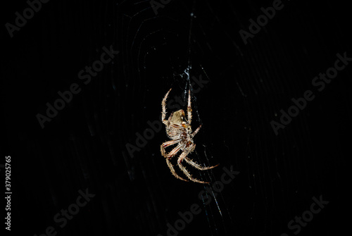 dangling barn spider