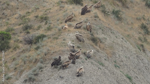 Group of scavengers birds including Egyptian vulture  Neophron percnopterus   Griffon vulture  Gyps fulvus  and Cinereous vulture  Aegypius monachus   captured in Azerbaijan