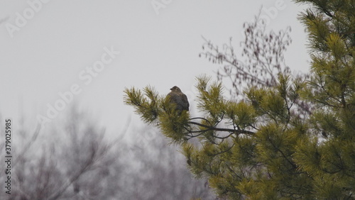 Black grouse or blackgame or blackcock (Lyrurus tetrix) on the tree, captured in Chernobyl zone photo