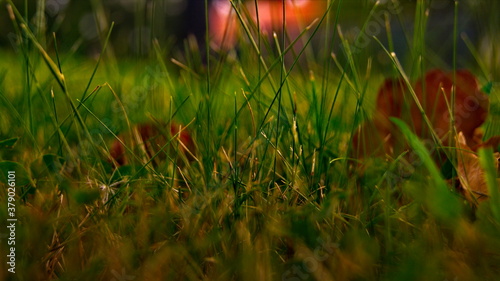 red and yellow