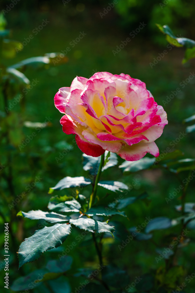 Rosenblüte im Fokus vor grünem Hintergrund Rosenblüte im Fokus vor grünem Hintergrund