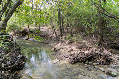 river in the forest