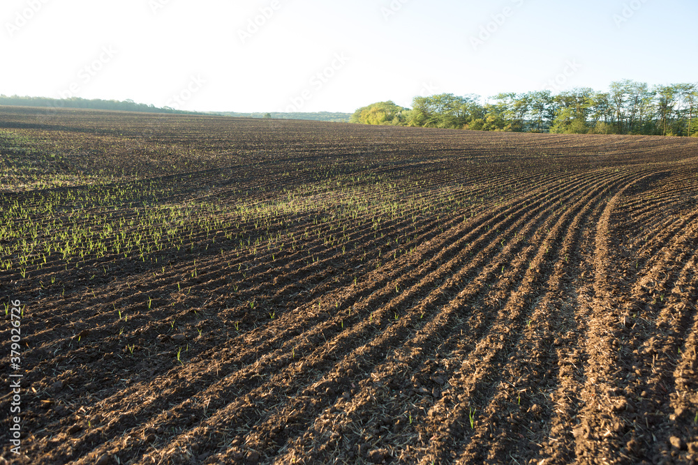 Sunset over a plowed field with brown soil. Beautiful autumn landscape. Sunset over a plowed field with brown soil. Beautiful autumn landscape.