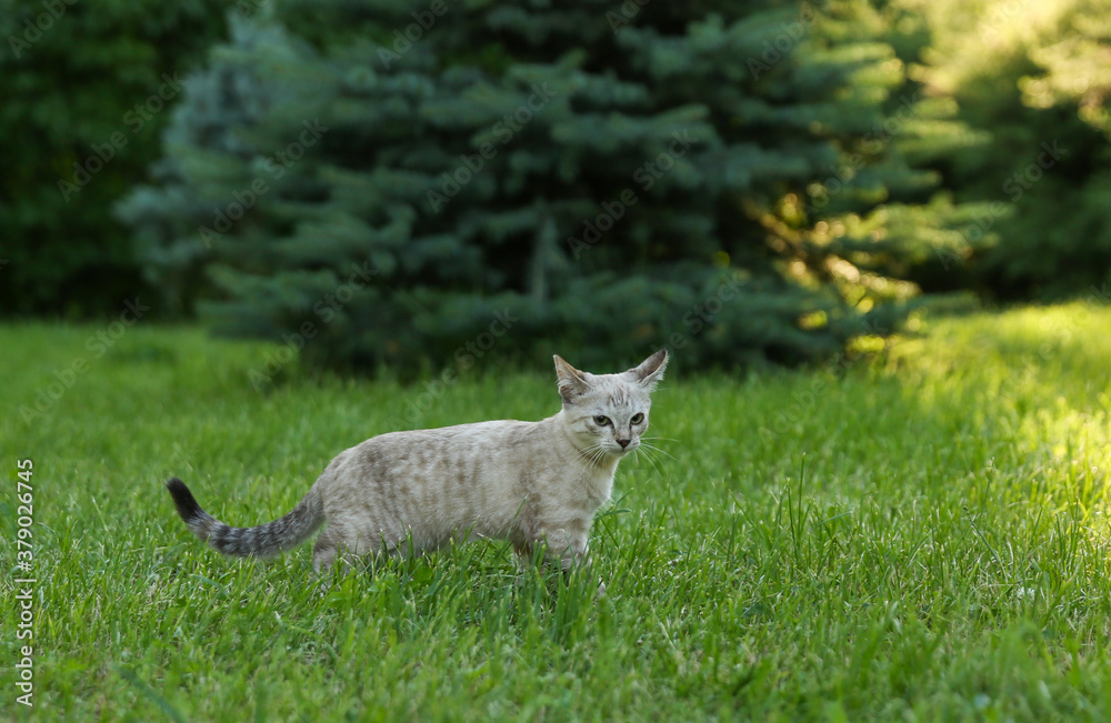 domestic little light brown cat walking on grass. little kitty outdoors domestic little light brown cat walking on grass. little kitty outdoors
