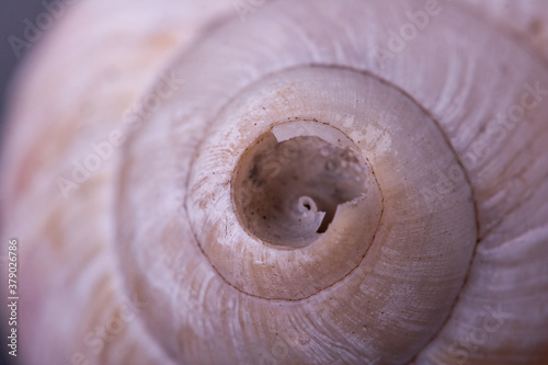 White, damaged, spiral seashell in close up.
