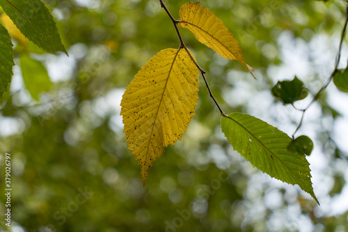 A branch of a tree with yellow leaves in the sun on a sunny September day.