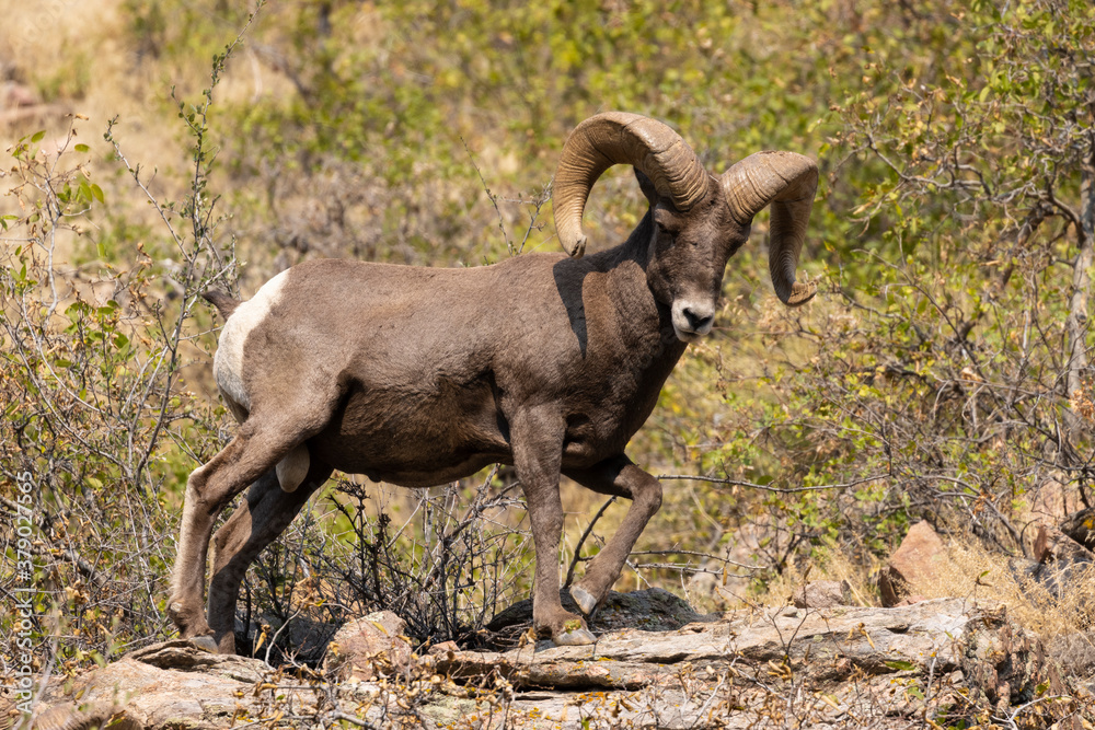 Bighorn Sheep in Waterton Autumn