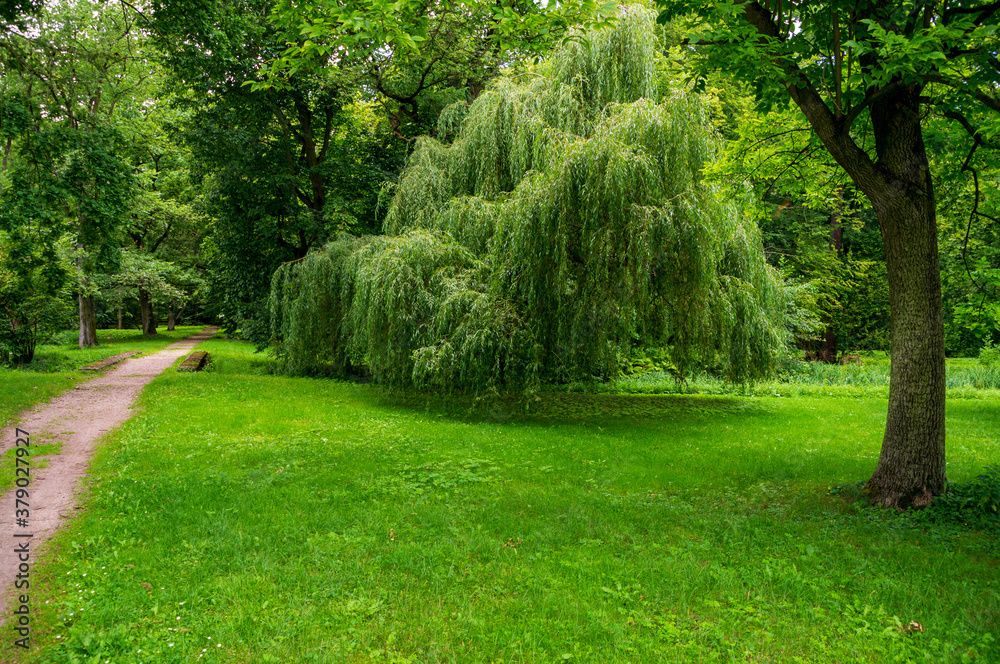Green willow in a park  - obrazy, fototapety, plakaty 