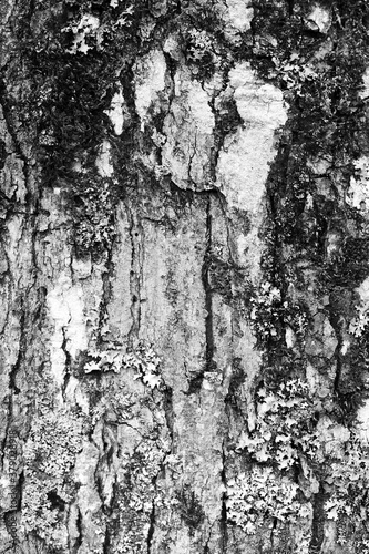 Close-up tree bark in North Carolina
