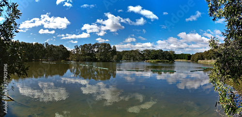 Fototapeta Naklejka Na Ścianę i Meble -  Beautiful view of a lake with reflections of blue sky, clouds, and trees on water, lake Pavillion, Sydney Olympic park, Sydney, New South Wales, Australia
