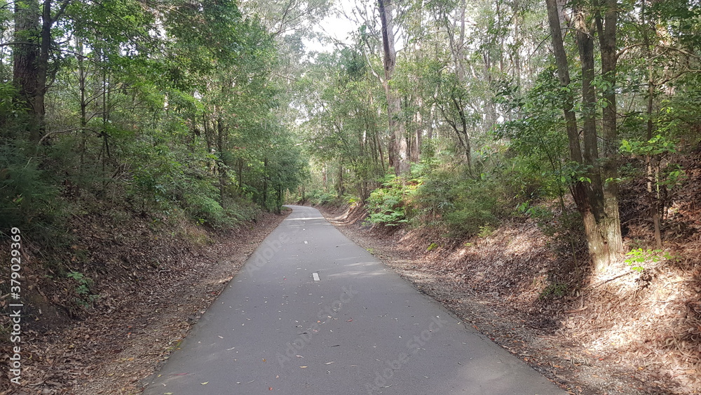 Fototapeta premium The Fernleigh Track a Walking and Bike Track in Newcastle New South Wales Australia. A disused railway track