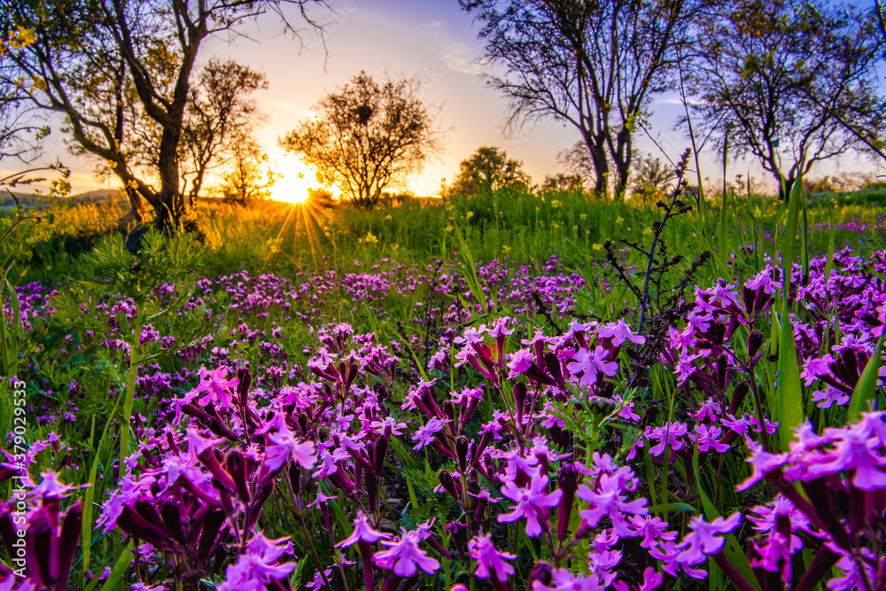 a lavender colored field in Cyprus at sunset with a sunstar a lavender colored field in Cyprus at sunset with a sunstar