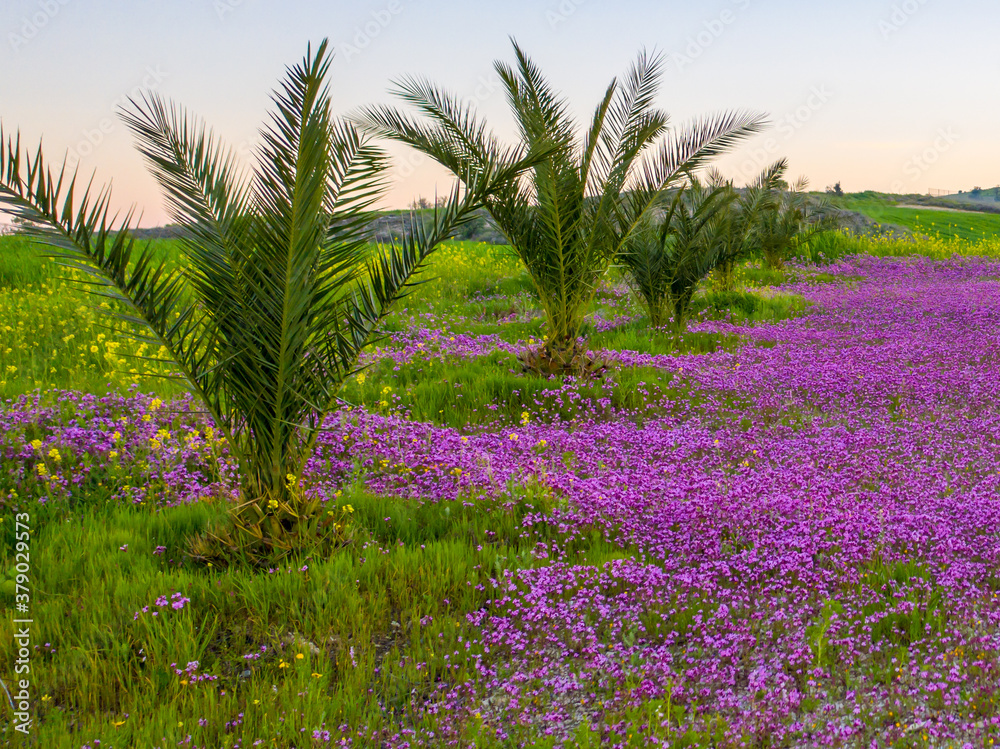 a lavender colored field in Cyprus