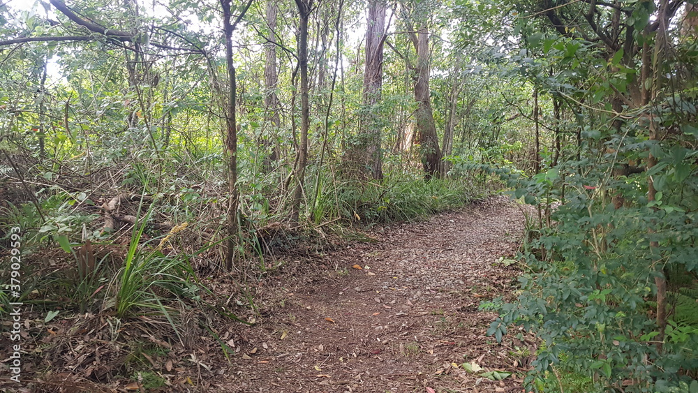 A side track on the Fernleigh Track a Walking and Bike Track Newcastle New South Wales Australia. A disused railway track. A side track on the Fernleigh Track a Walking and Bike Track Newcastle New South Wales Australia. A disused railway track.