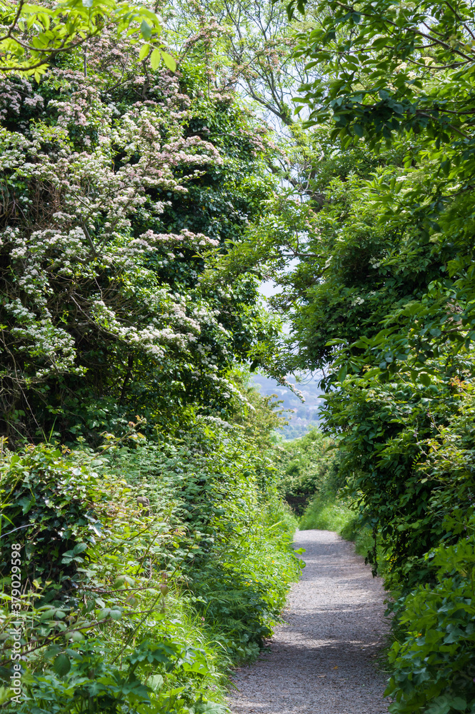Rural path through the countryside between Bray and Greystones in Co. Wicklow, Ireland. Lush green vegetation.