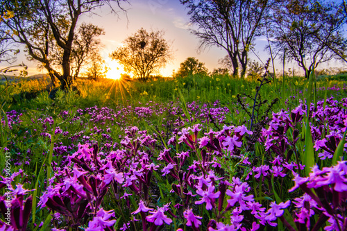 a lavender colored field in Cyprus at sunset with a sunstar