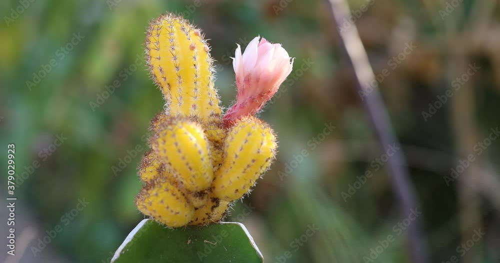 yellow cactus, blooming yellow cactus yellow cactus, blooming yellow cactus