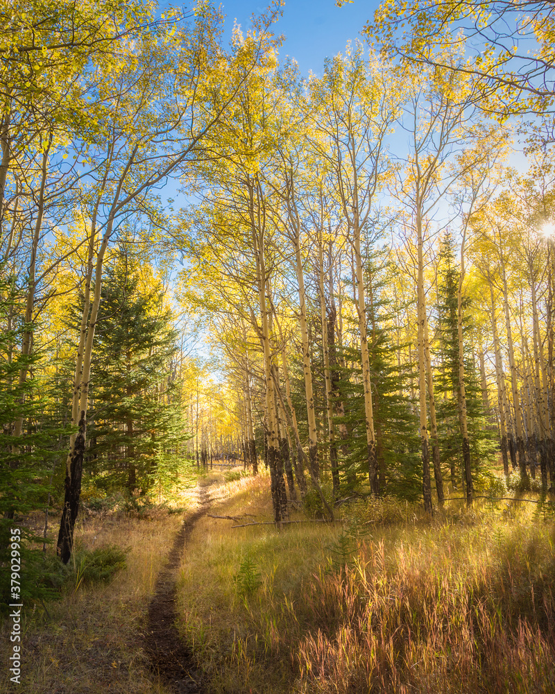 Fototapeta premium Fall colours of Banff