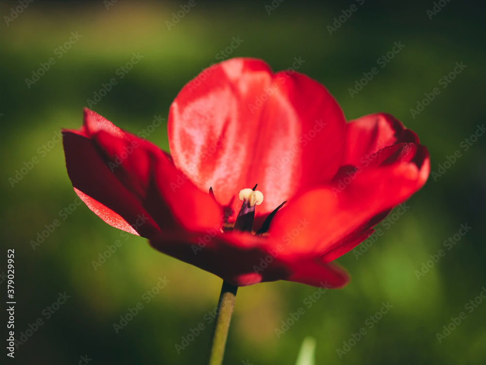 red tulip flower red tulip flower