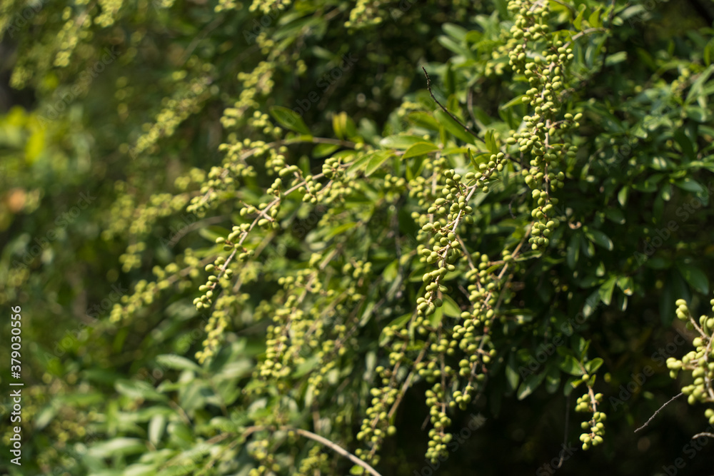Fototapeta premium green berries on a tree