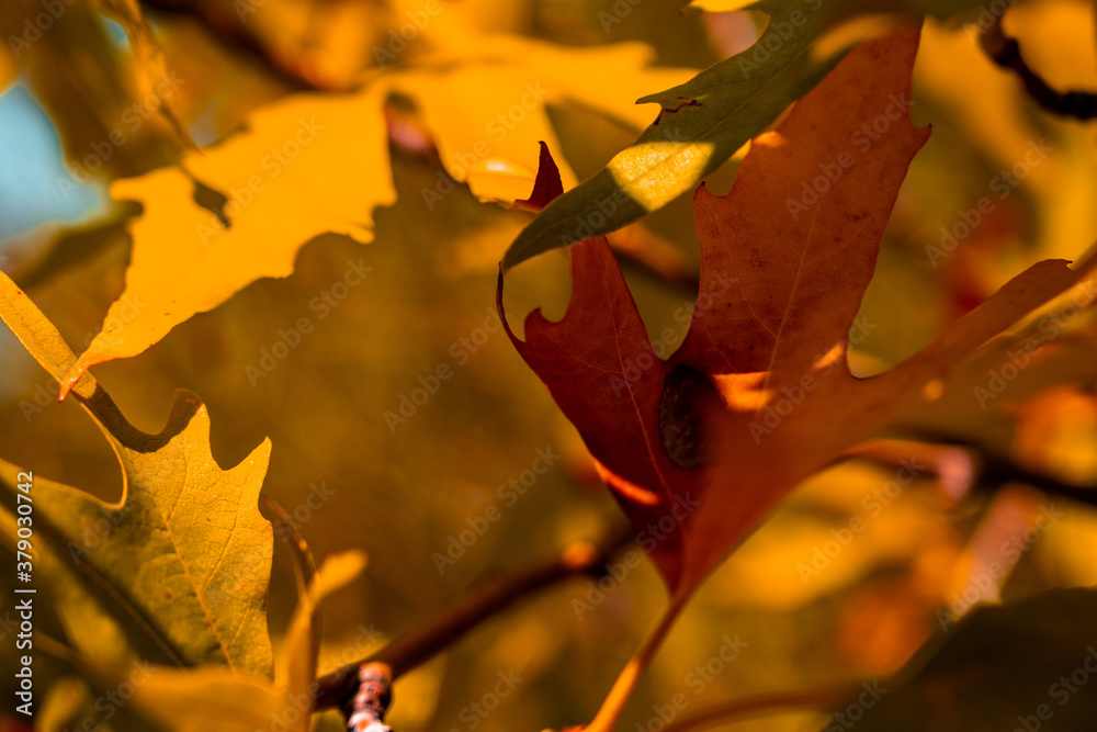 Fototapeta premium autumn leaves on a tree