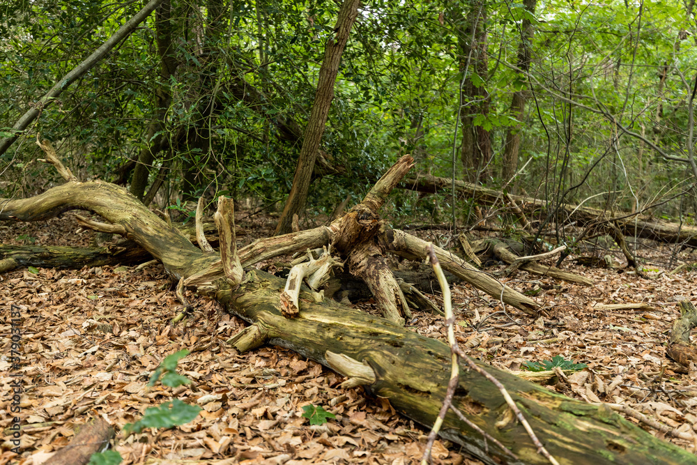 Zeist, Utrecht/The Netherlands - September 12 2020: Old fallen treess and branches on the forest floor without leafs and without any bark left on Zeist, Utrecht/The Netherlands - September 12 2020: Old fallen treess and branches on the forest floor without leafs and without any bark left on