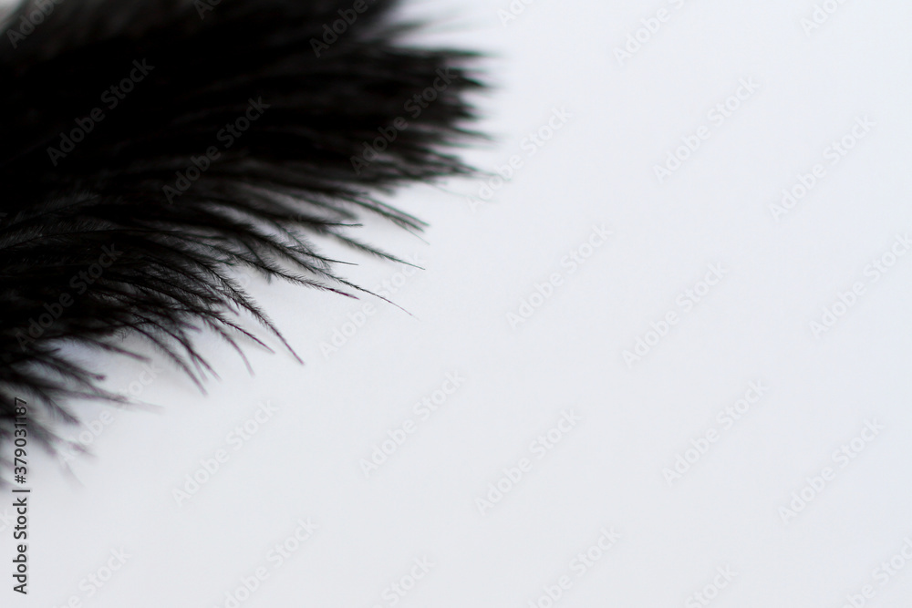 Obraz premium Feather on white, close up, copy space 