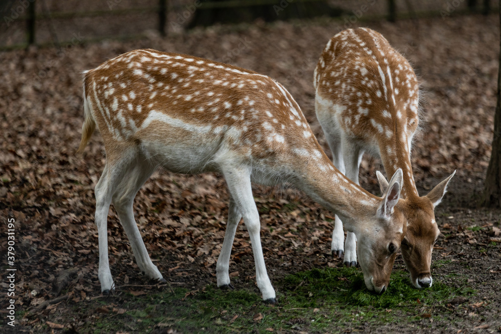 Zeist, Utrecht/The Netherlands - September 12 2020: Two deer grazing and looking for fresh grass and acorns on the forest floor Zeist, Utrecht/The Netherlands - September 12 2020: Two deer grazing and looking for fresh grass and acorns on the forest floor