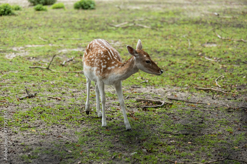 Zeist  Utrecht The Netherlands - September 12 2020  A deer brave enough to approach the camera up to a couple of meters away