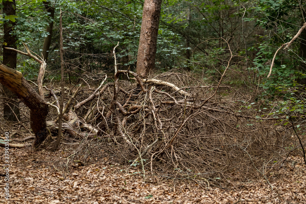 Zeist, Utrecht/The Netherlands - September 12 2020: Large stack of death wood branches and bits of tree all without leafs or bark on the forest floor Zeist, Utrecht/The Netherlands - September 12 2020: Large stack of death wood branches and bits of tree all without leafs or bark on the forest floor