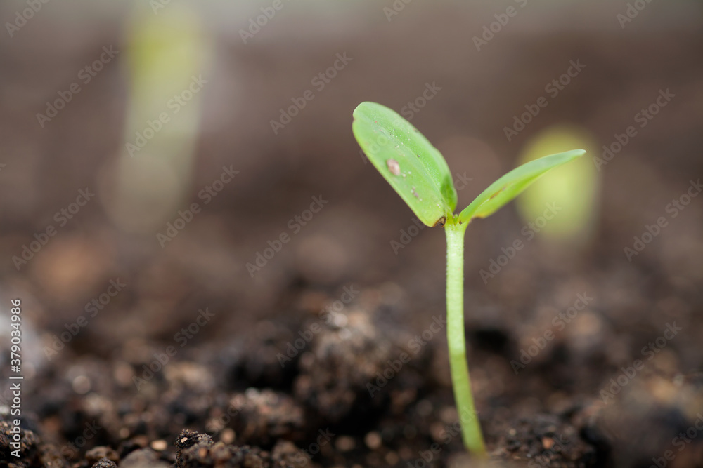 Young green buds grow in the soil in spring Young green buds grow in the soil in spring