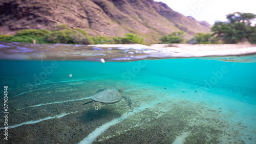 Hawaiian Green Sea Turtles Swim off the Coast of Hawaii 