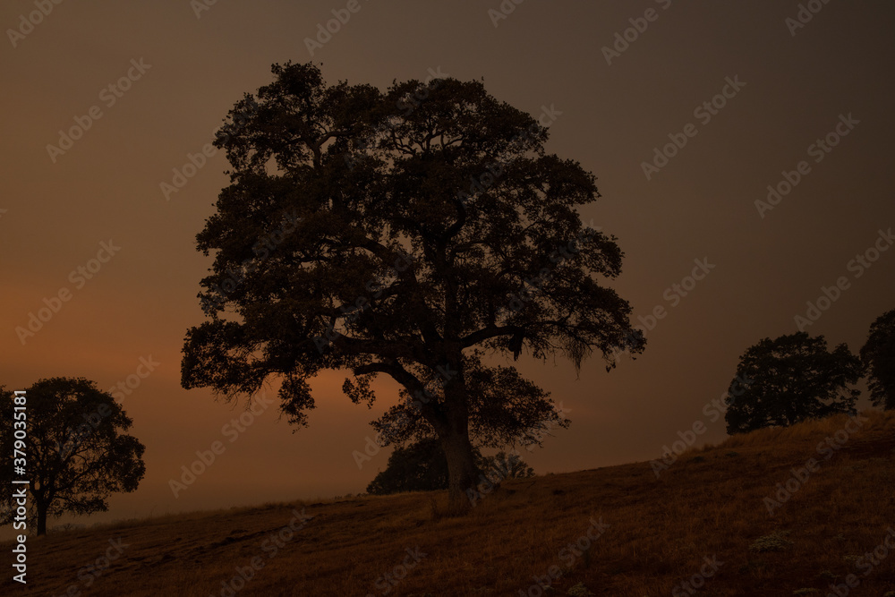 Smoke Shrouded Sky and Sillhouette of Large Oak Tree