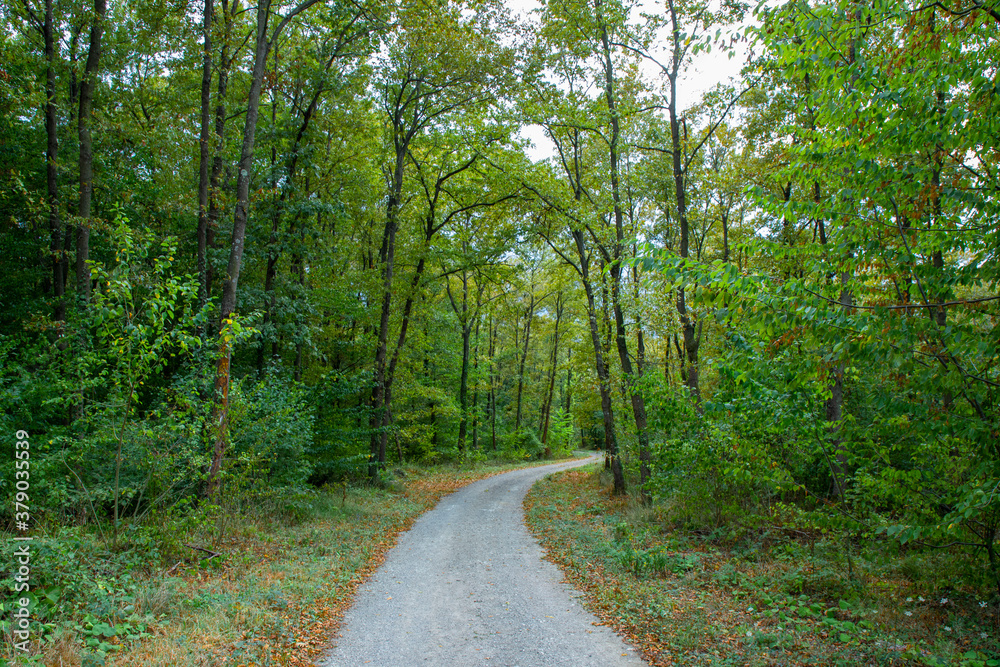 Fototapeta premium Pathway walking path in the forest in autumn