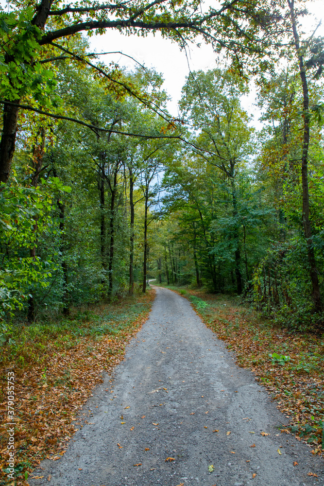 Pathway walking path in the forest in autumn