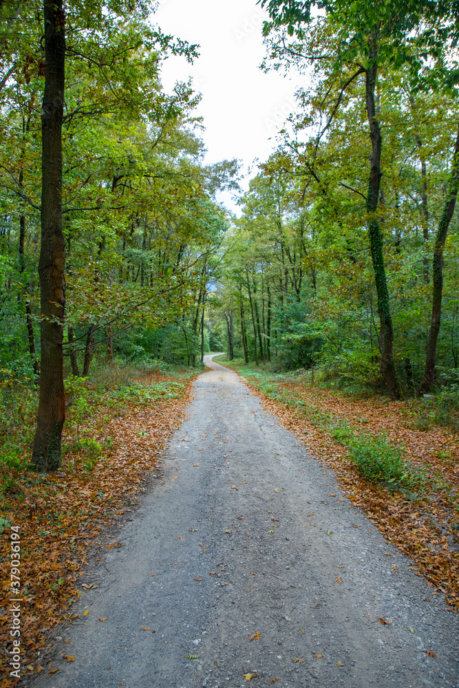 Naklejka premium Pathway walking path in the forest in autumn