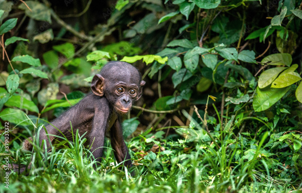 Portrait of Bonobo Cub. Green natural background. The Bonobo, Scientific name: Pan paniscus, earlier being called the pygmy chimpanzee. Democratic Republic of Congo. Africa