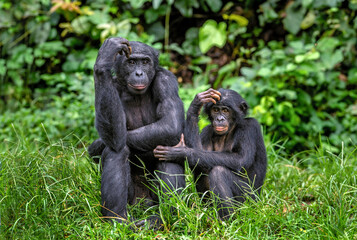 Bonobo with baby. Scientific name: Pan paniscus, called the pygmy chimpanzee. Democratic Republic of Congo. Africa